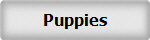 Puppies